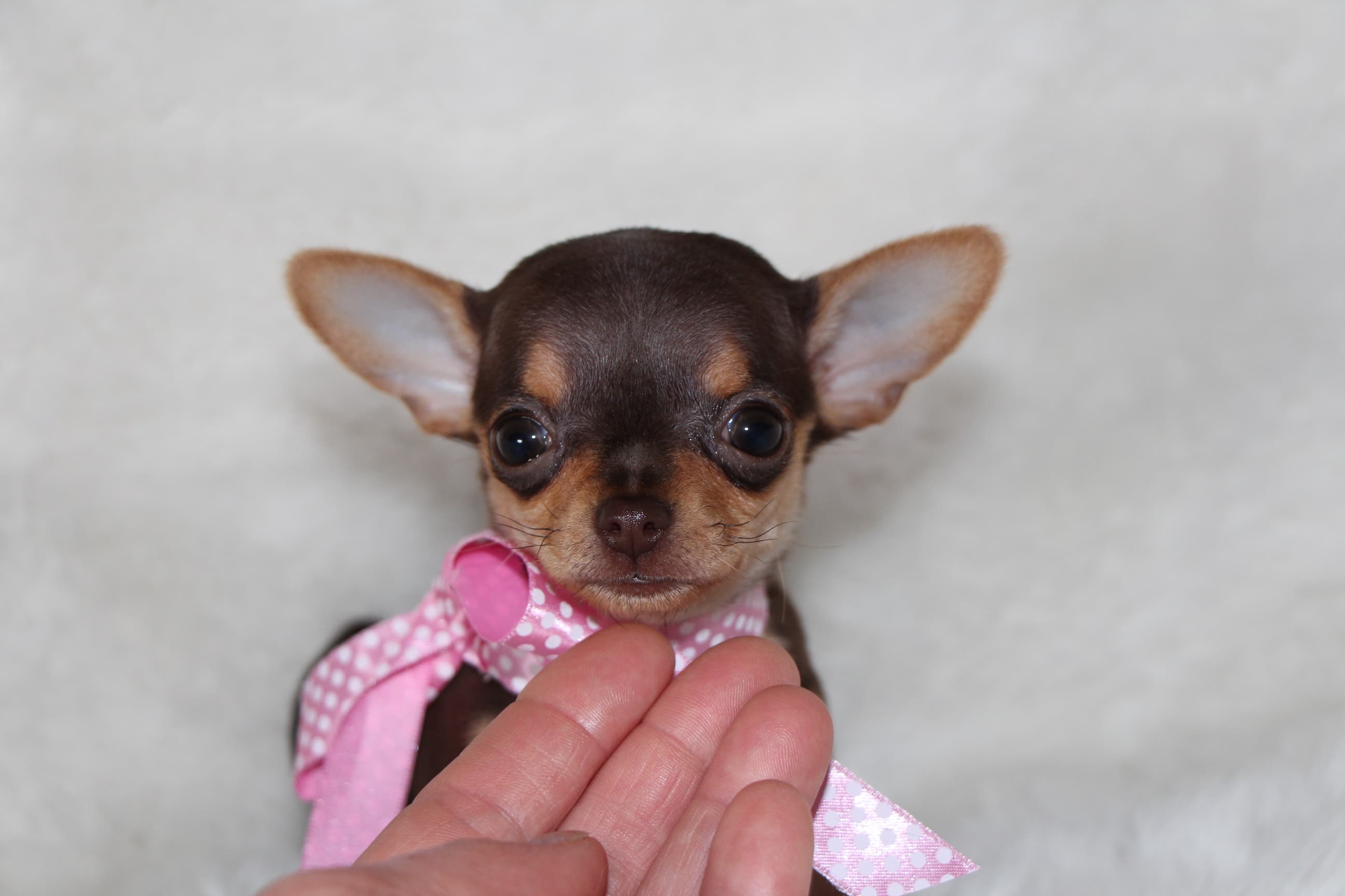 Chihuahuas- See our puppies! | Tidwell