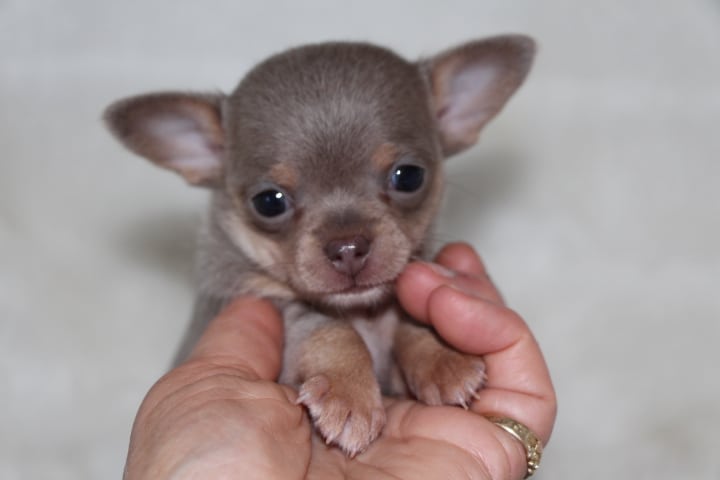 chihuahuas see our puppies tidwell tan blue