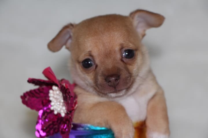 Chihuahuas- See our puppies! | Tidwell