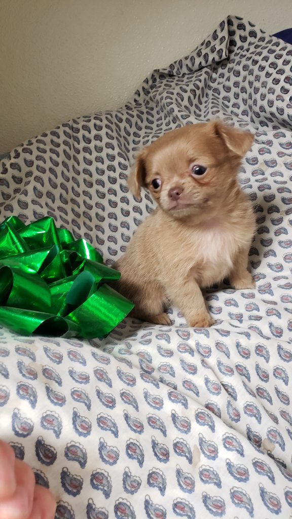 Chihuahuas See our puppies! Tidwell