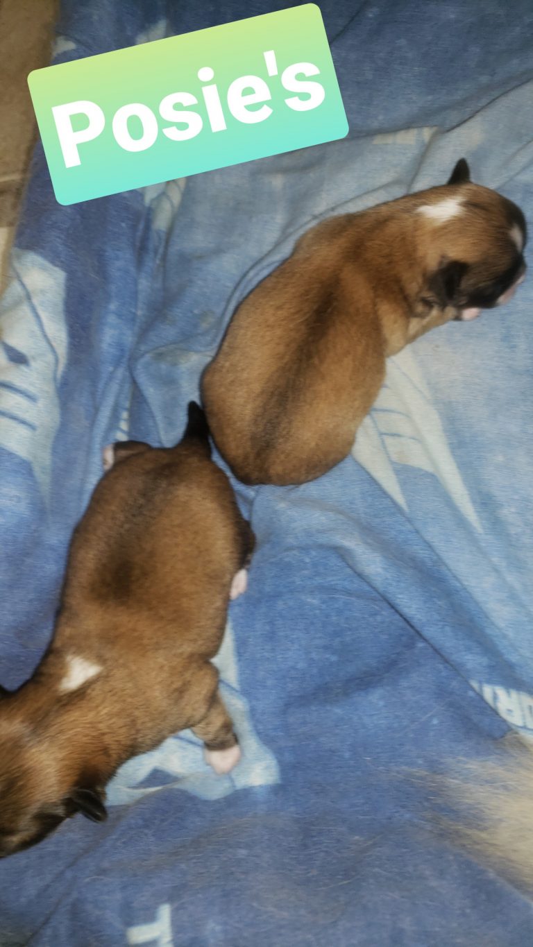 How One Lush-Coated Chihuahua Stepped Into the Spotlight Forever