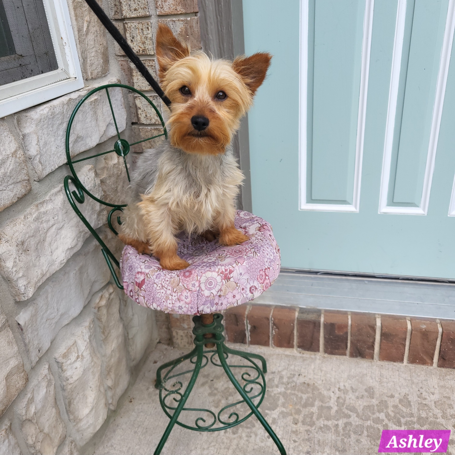 Get Ready For Bed With My Spoiled Yorkie 🎀, image size:1795x1795