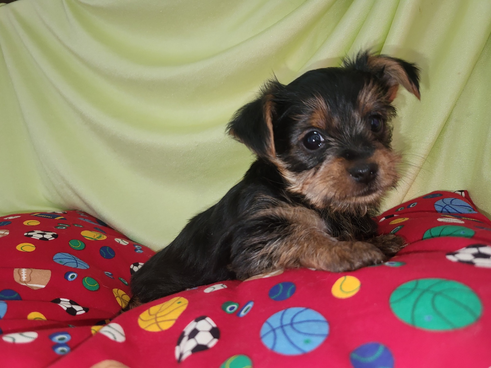 Baby girl 1 year old sittin on green grass in park with yorkshire terrier  pet outdoors. Friendship. Summer time Stock Photo - Alamy, image size:1600x1200