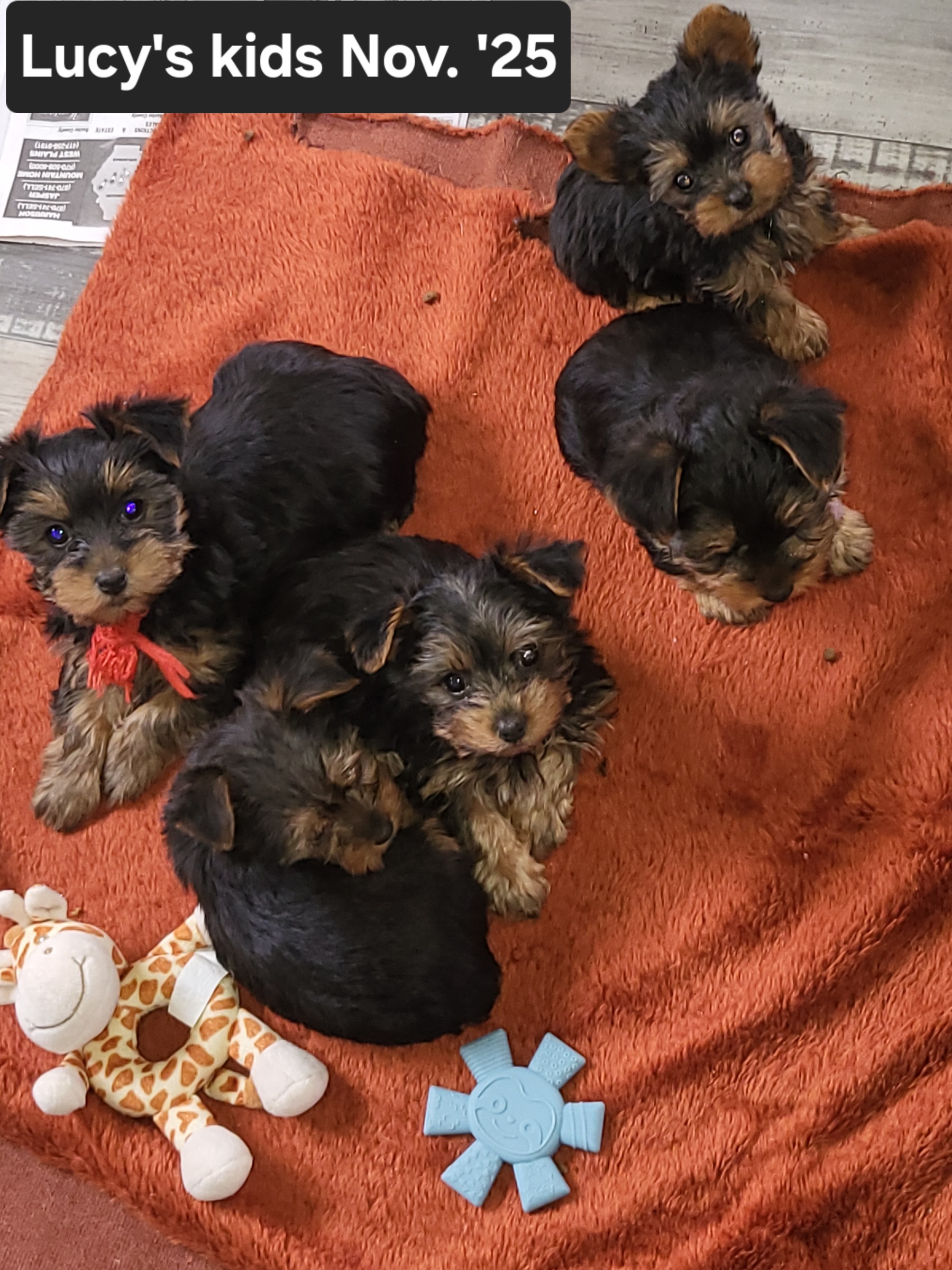 180+ Cute Yorkie Names for Your Tiny Terrier - HubPages, image size:1800x2400