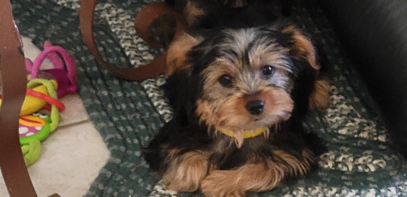 Yorkshire Terrier (Yorkie) Puppies For Sale In California, image size:1414x685